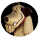 Perfil patydifusa74