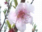 Perfil Fiore1972